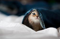 开云体育app-传奇落幕前的最后一剑，阿隆索驾驶阿斯顿马丁绝杀雷诺车队