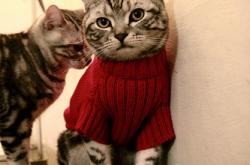 开云体育入口-平行宇宙的交叉点，当广厦队翻盘雄鹿，霍勒迪成为关键先生