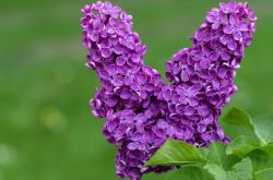 开云体育APP下载-极速暗流，F1街道赛之夜与硬仗之王伦纳德的冰冷协奏