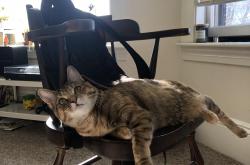 开云体育在线-无名之辈征服足球圣殿，戈麦斯唯一性爆发助加拿大巅峰决胜那不勒斯