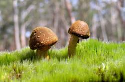 开云体育在线-进攻万花筒奏响破壁乐章，西亚卡姆与尼克斯的碾压式美学