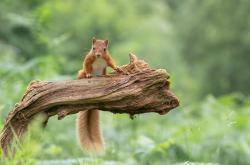 开云sport-赛道手术刀，赖斯的黑色救赎之夜