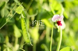 开云体育平台APP-双城记，多特蒙德的足球热血，与盐湖城的篮球乐章—论团队化学反应的胜利