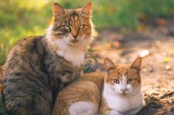 开云体育平台APP-风暴眼与救赎，布雷默绝杀助毕尔巴鄂撕裂曼城防线