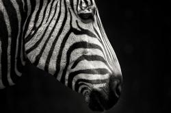 开云体育官网-哈登三双跨海降龙，当美式单打遇上东北铁血，一场事先张扬的意外