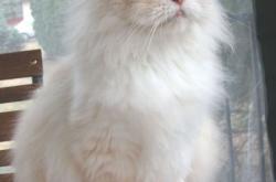 开云体育中国-破壁者卡塞米罗，当沉默的盾，成为最利的矛