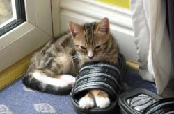 开云体育app-绿茵孤勇者与钢铁军团，2026世界杯的侠骑对决