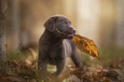 开云体育入口-蓝色火焰焚尽神话，那不勒斯的理性复仇夜