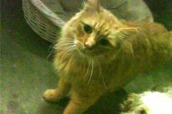 开云sport-命运交叉口，当德甲陷入窒息缠斗，新西兰在世界杯撕开历史裂口