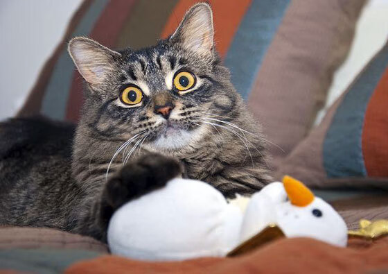 双线鏖战，欧洲绿茵东瀛羽，战术与意志的胜利交响