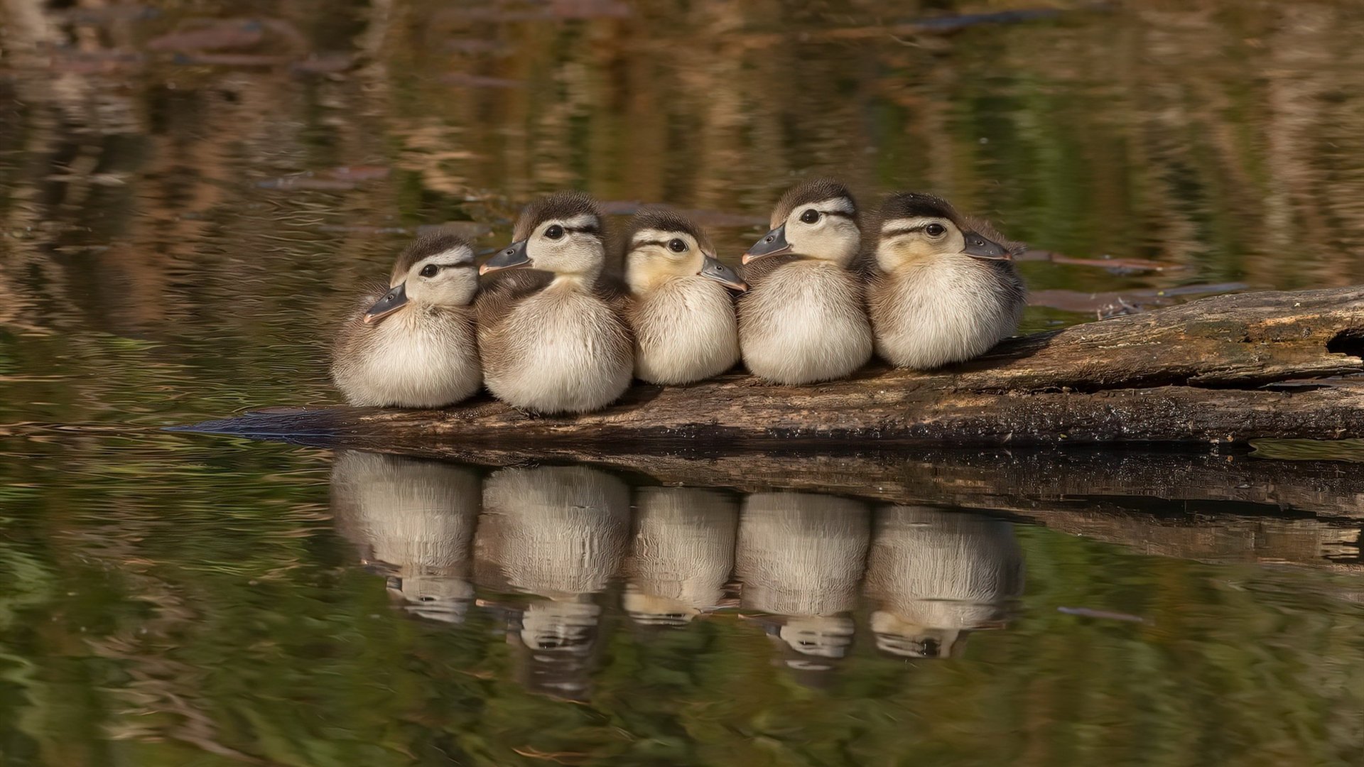 双重舞台，一次铸就，纳达尔如何用拉沃尔杯逆转定义ATP总决赛统治