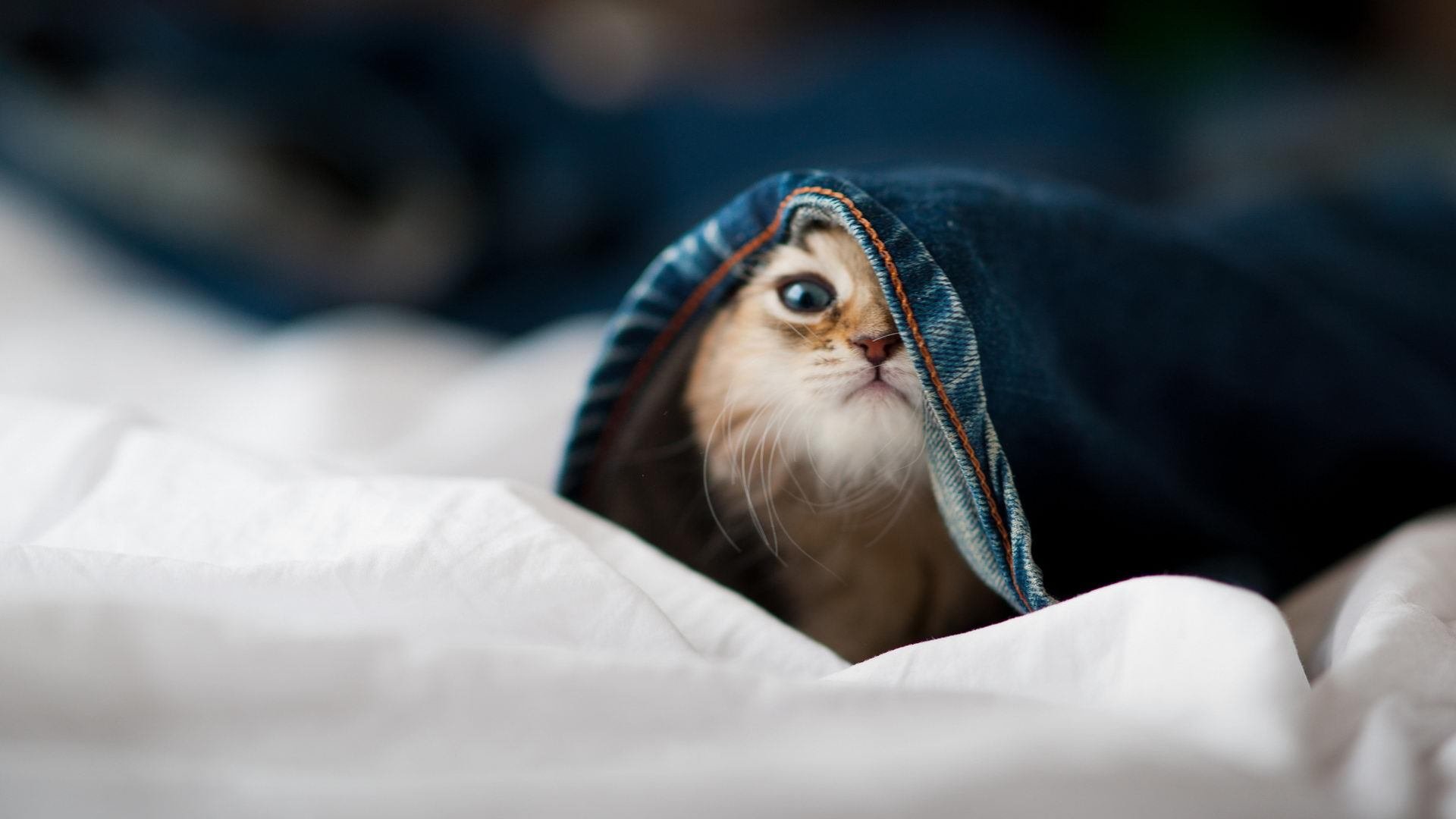 传奇落幕前的最后一剑，阿隆索驾驶阿斯顿马丁绝杀雷诺车队