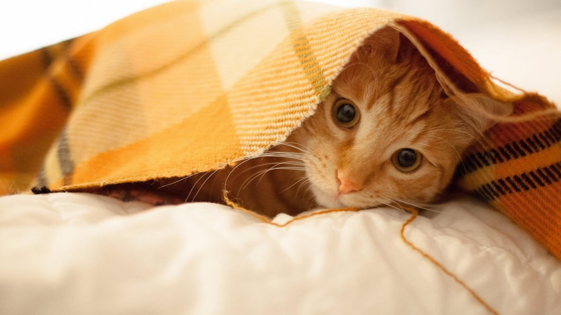 唯一性胜利,奥纳纳领袖风采点燃马赛,争冠战客场力克西班牙强敌