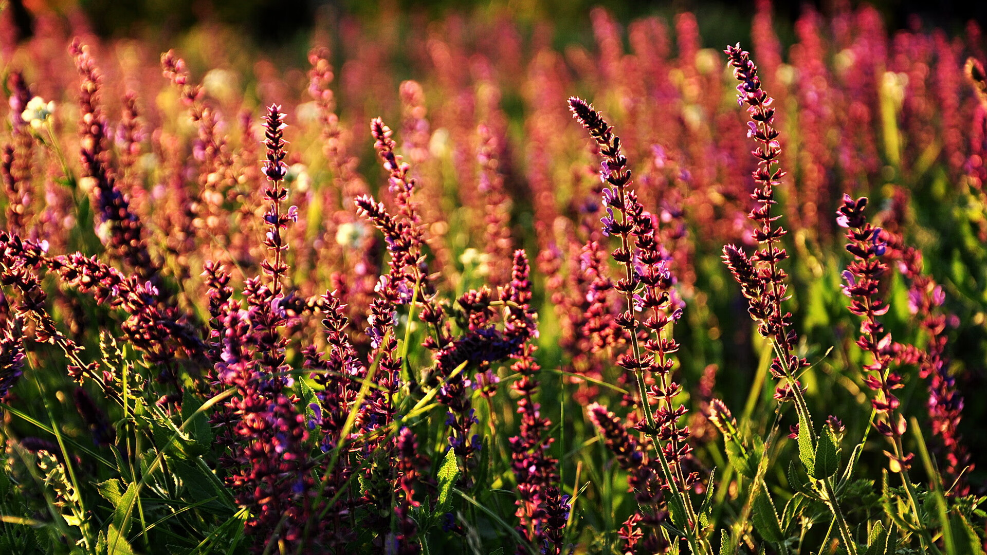跨界接管,比利时足球击溃荷兰的启示与罗德里F1争冠的统治艺术