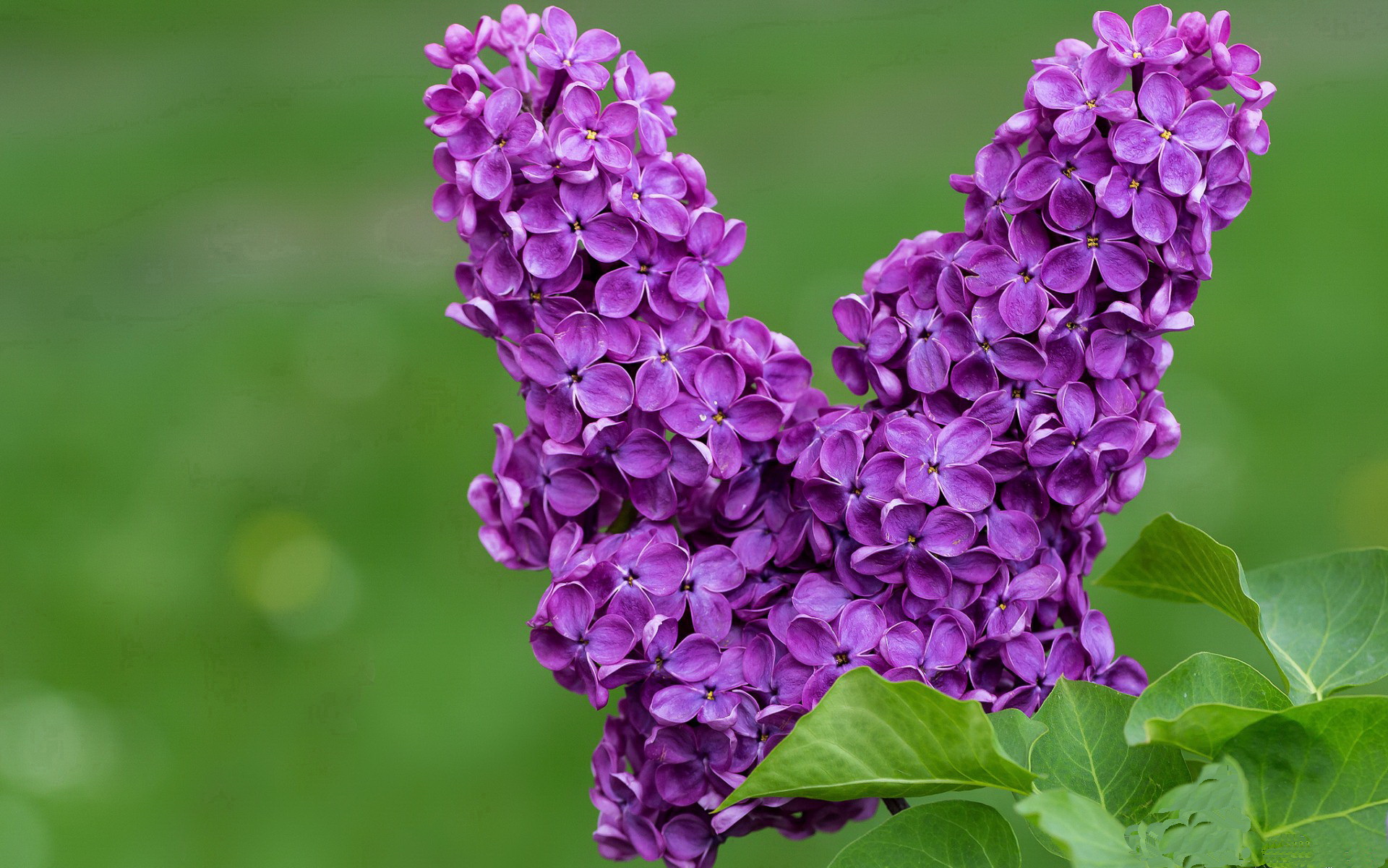 极速暗流,F1街道赛之夜与硬仗之王伦纳德的冰冷协奏