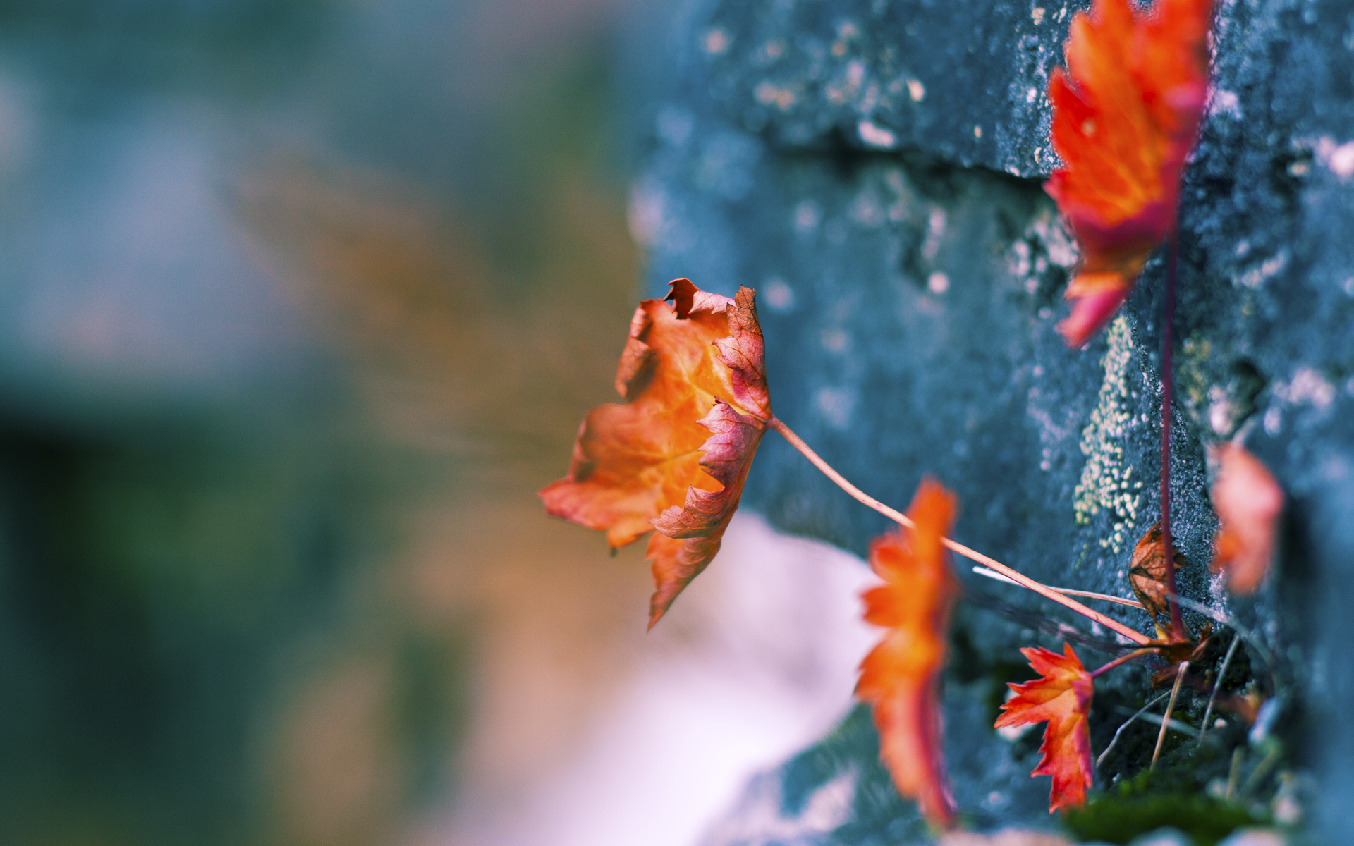 黄龙变伯纳乌!广厦上演篮球版欧冠决赛,孙铭徽闪电战击溃浙江