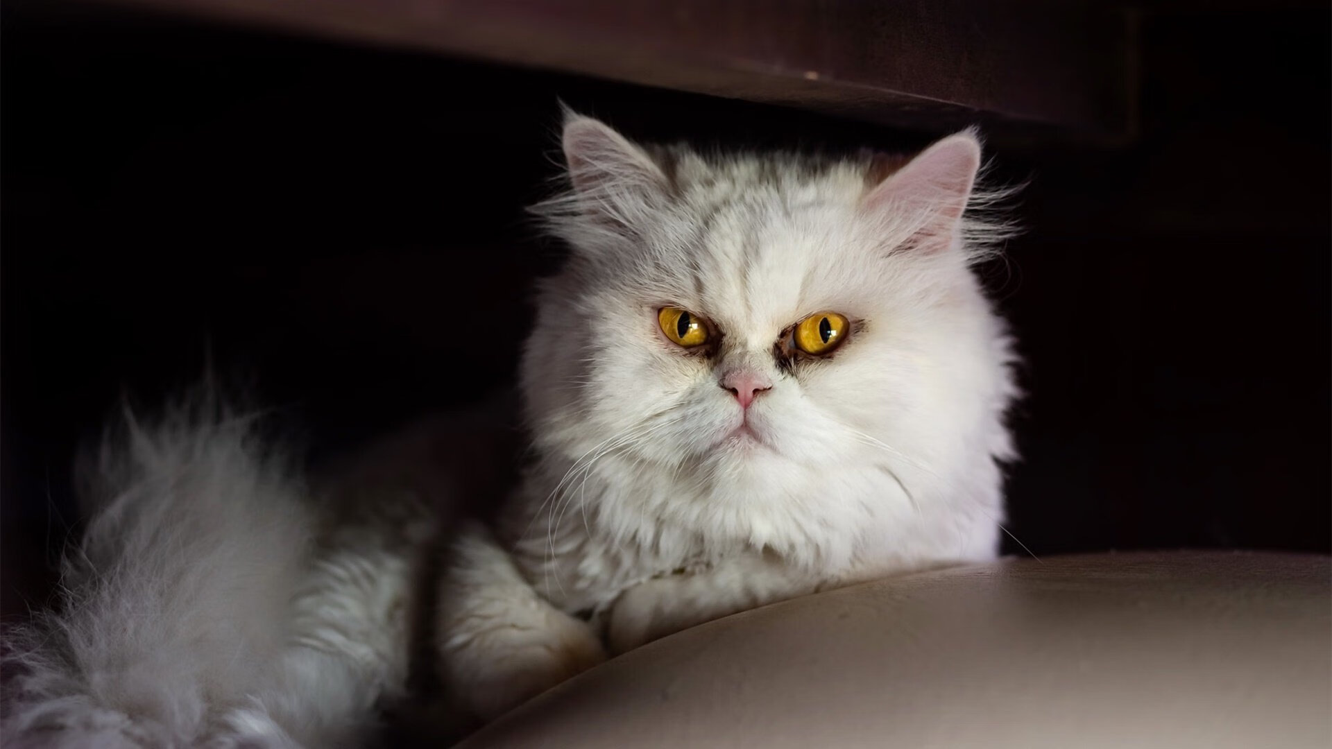 卡拉斯科一剑封喉，墨西哥铁壁战术彻底压制委内瑞拉