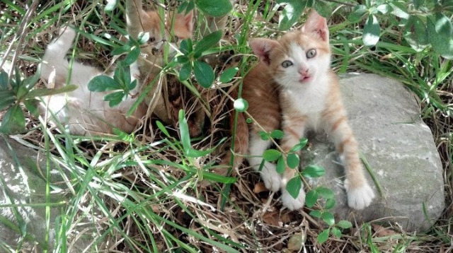 星图与暗处，当凯尔特人轻取老鹰，字母哥在抢七之夜写下注脚