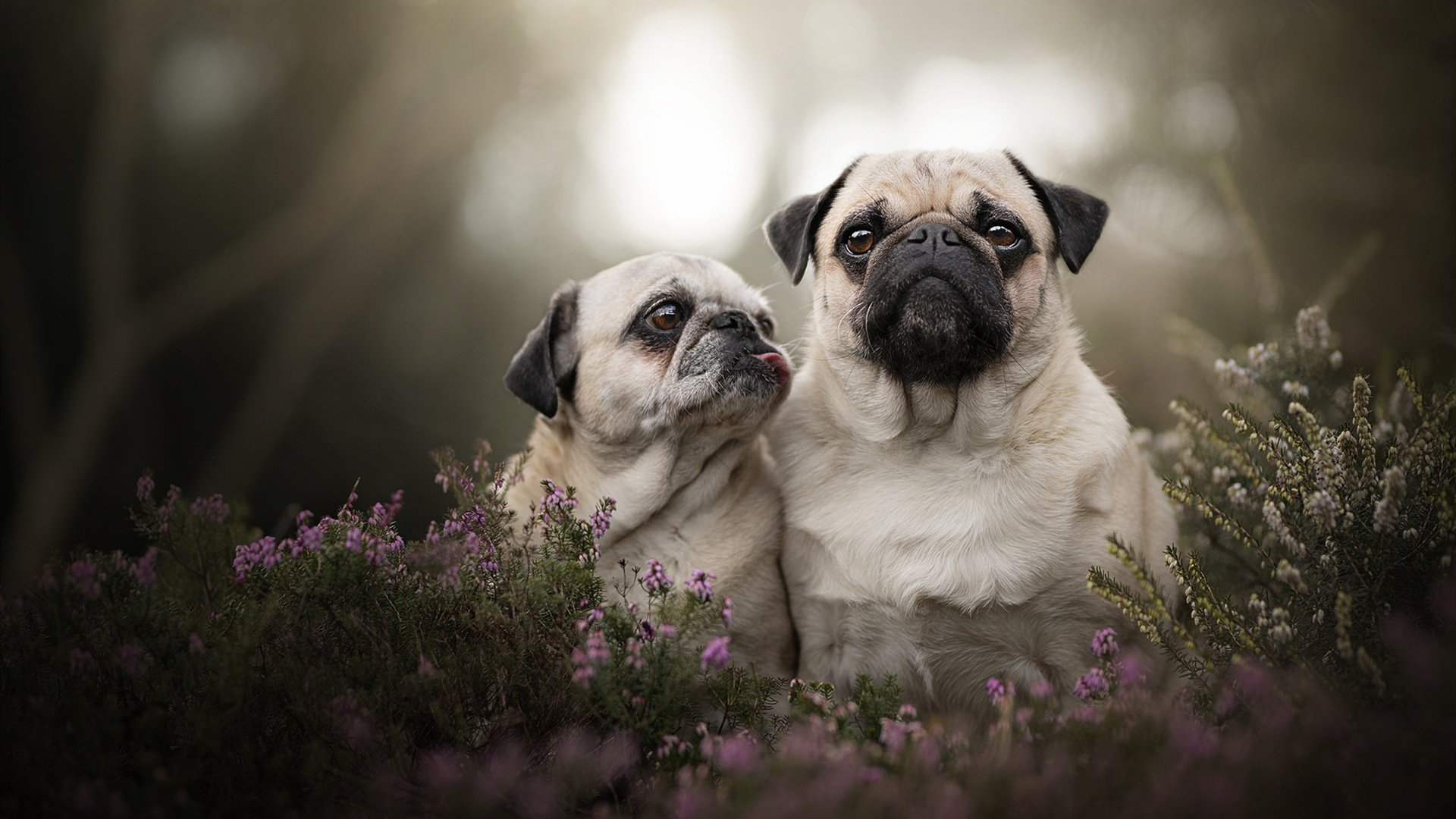 频道故障之夜，当橄榄球撞上F1，内马尔在巴林弯道超车