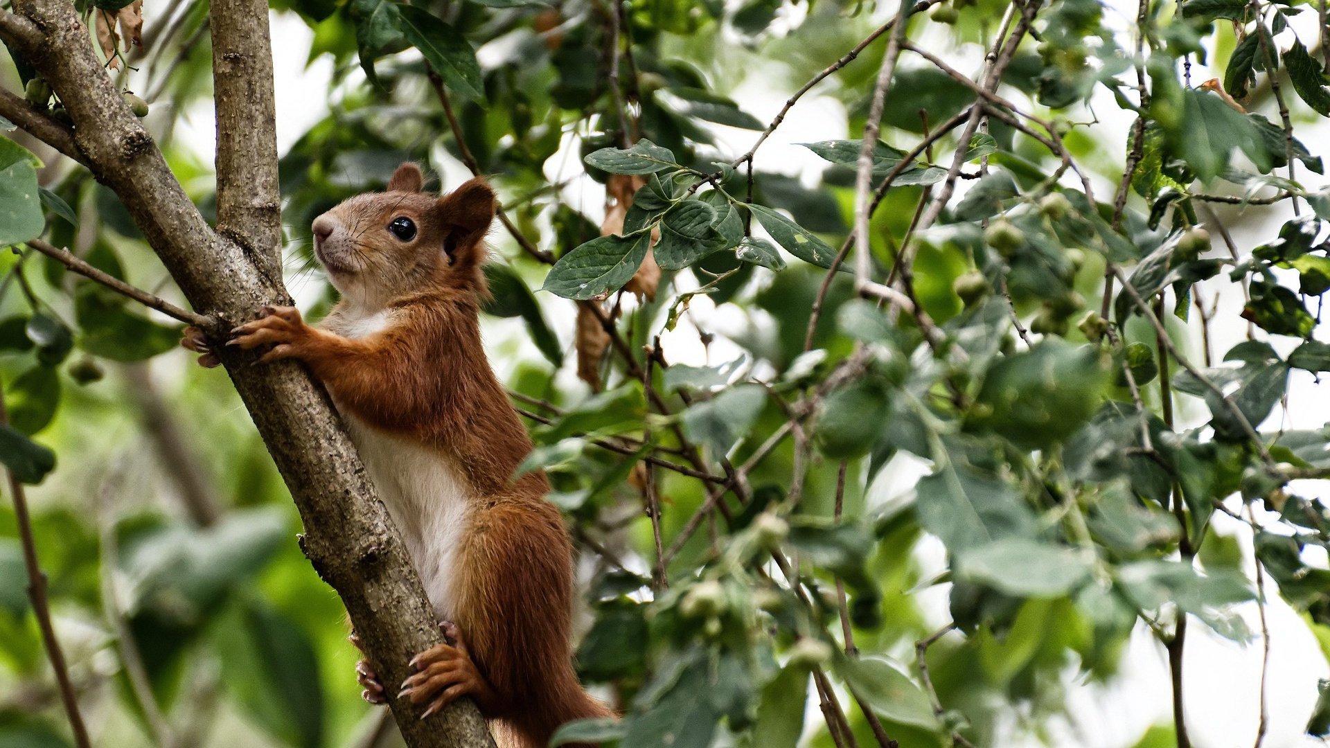 钢铁城墙与蓝色风暴，门迪神级封锁，亚特兰大强行终结乌克兰足球奇迹