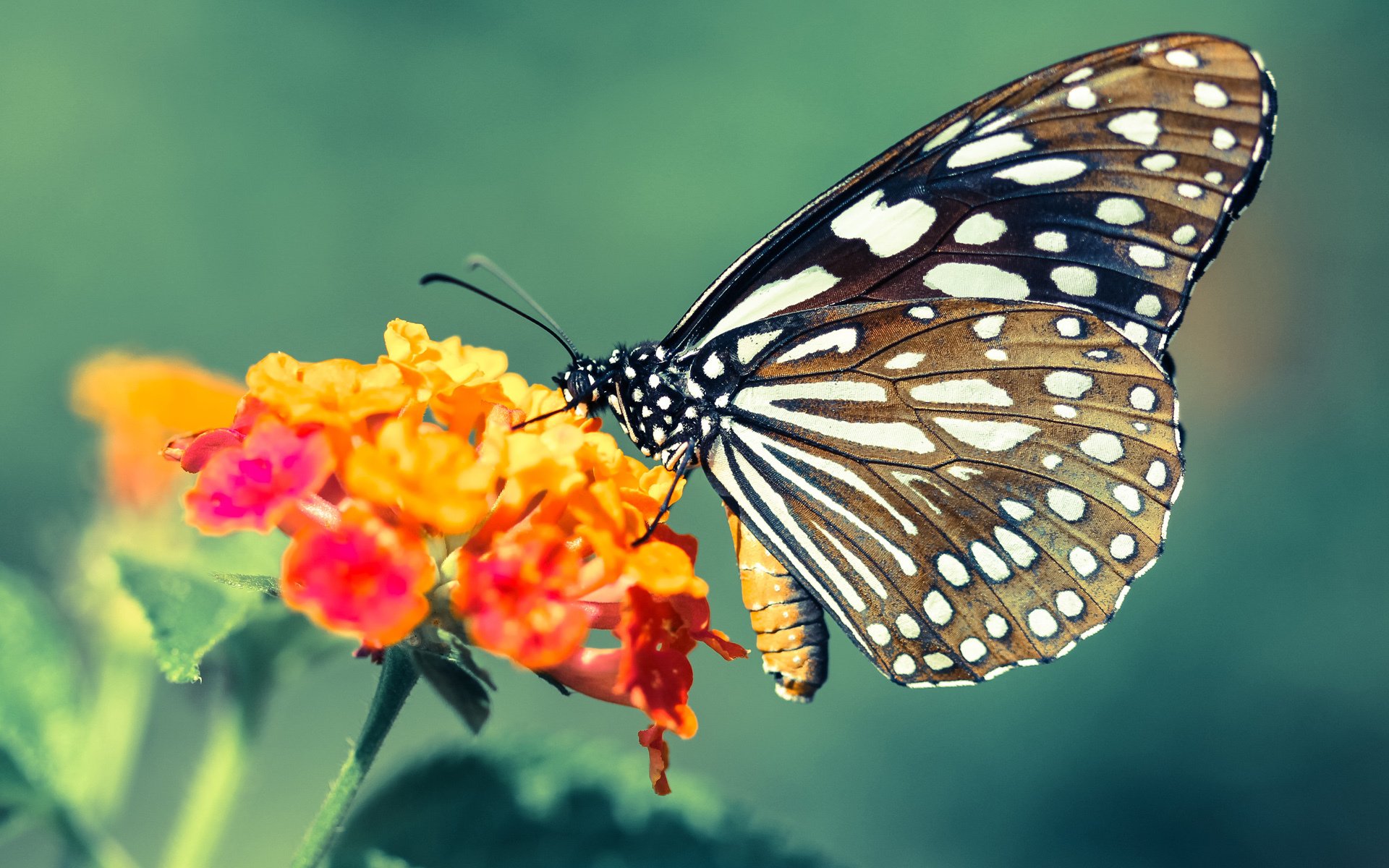 生死战利拉德演绎冠军级疯狂,国王绝境掀翻上海改写命运