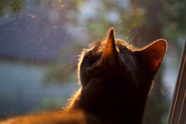 生死战利拉德演绎冠军级疯狂,国王绝境掀翻上海改写命运