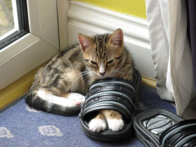 绿茵孤勇者与钢铁军团,2026世界杯的侠骑对决