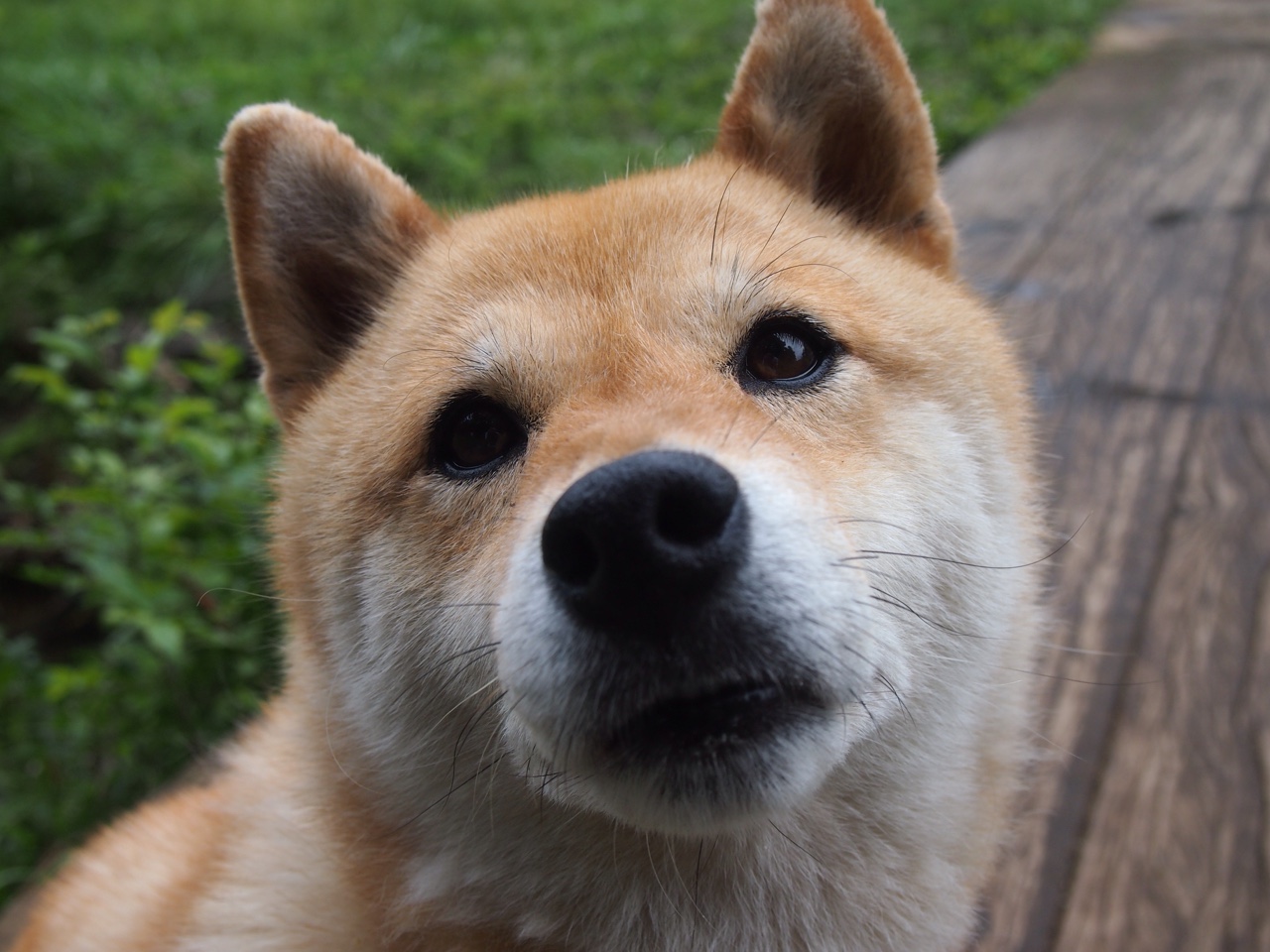 洪都拉斯绝杀尼斯,内马尔证明舞台越大越强