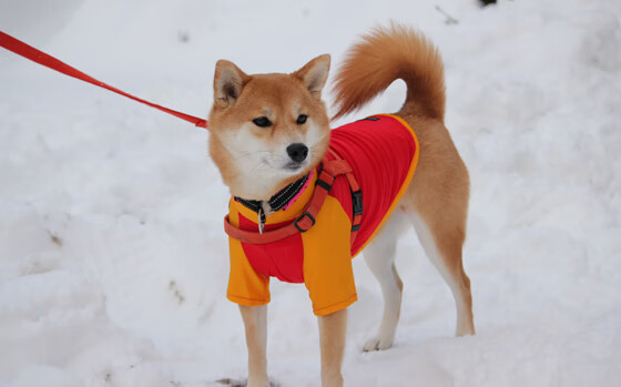钢铁后卫化身绝杀者，巴斯托尼那一夜改写的不仅是比分
