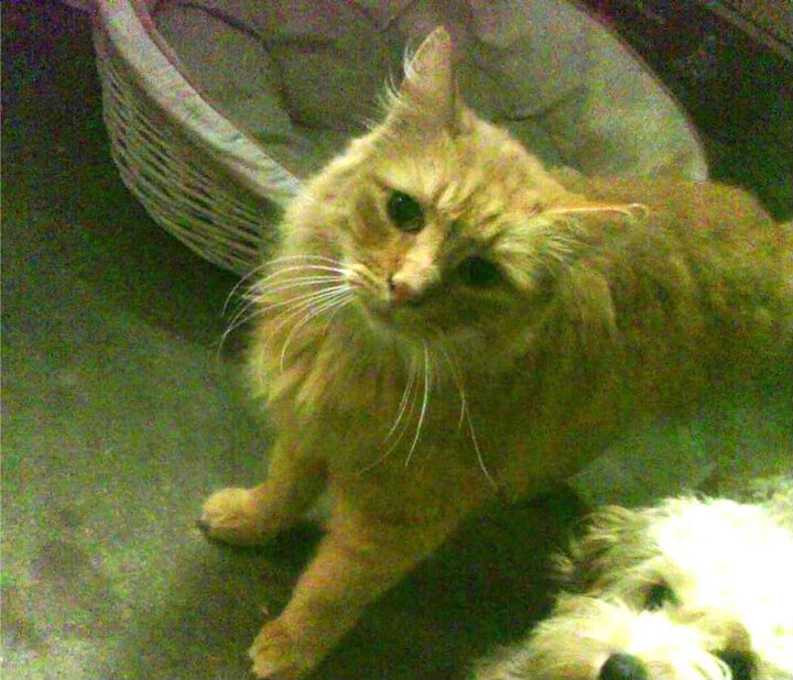 命运交叉口，当德甲陷入窒息缠斗，新西兰在世界杯撕开历史裂口