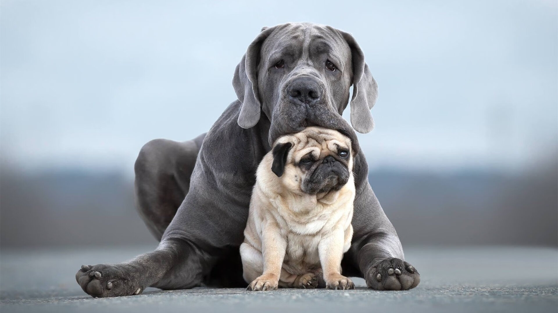 命运交织的体育史诗，爱尔兰绿茵终结毕尔巴鄂，帕尔默硬木地板加冕王者