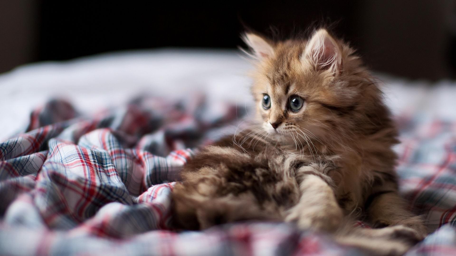 1.悬念式)当德意志战车碾过蓝武士,阿方索·戴维斯如何用一道闪电,照亮了C组的死亡迷局?