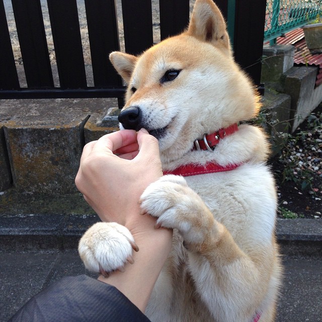 (优选及备选)